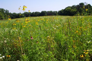Black-eyed Susan and Cone Flower
