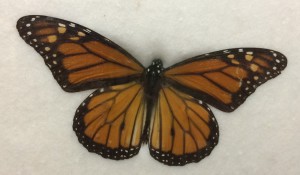 Monarch Butterfly 1