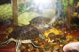 Red Ear Turtles 2