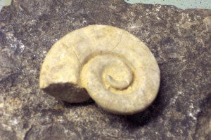 gastropod