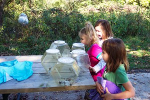 kids looking at spiders